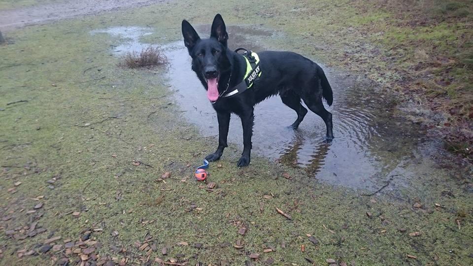 Schæferhund Joker billede 2