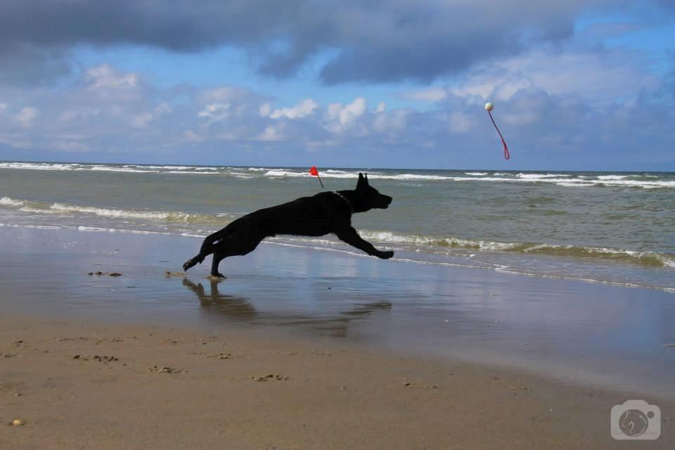 Schæferhund Joker billede 3