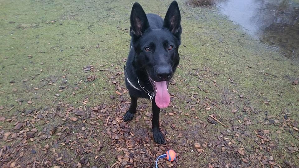 Schæferhund Joker billede 4