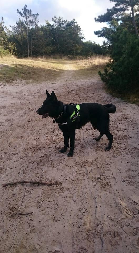 Schæferhund Joker billede 5