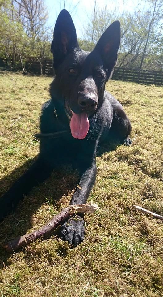 Schæferhund Joker billede 6