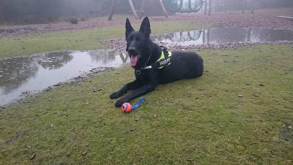 Schæferhund Joker billede 7