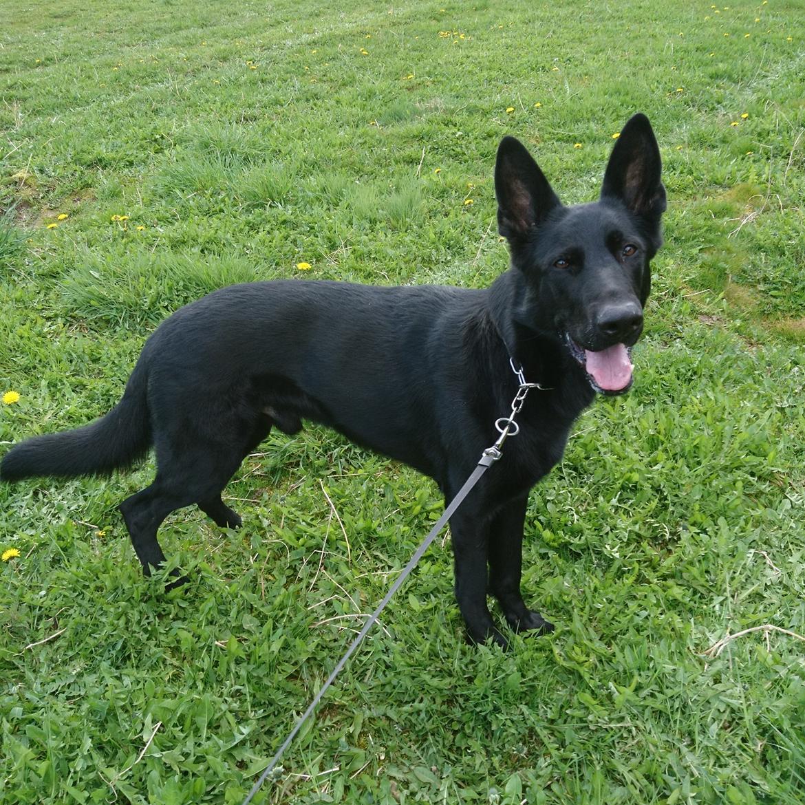 Schæferhund Joker billede 8