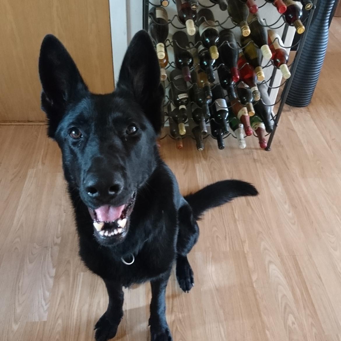 Schæferhund Joker billede 9