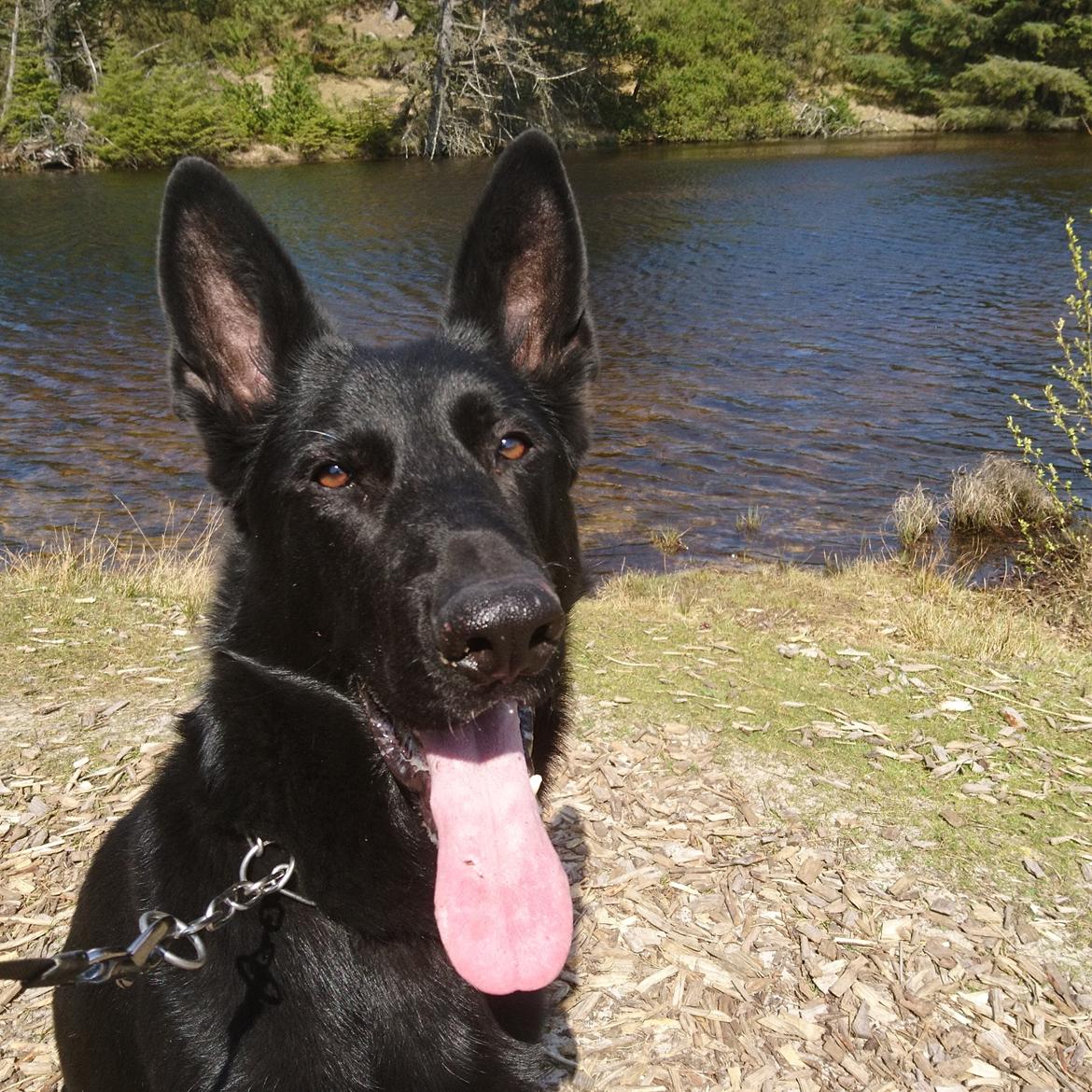 Schæferhund Joker billede 10