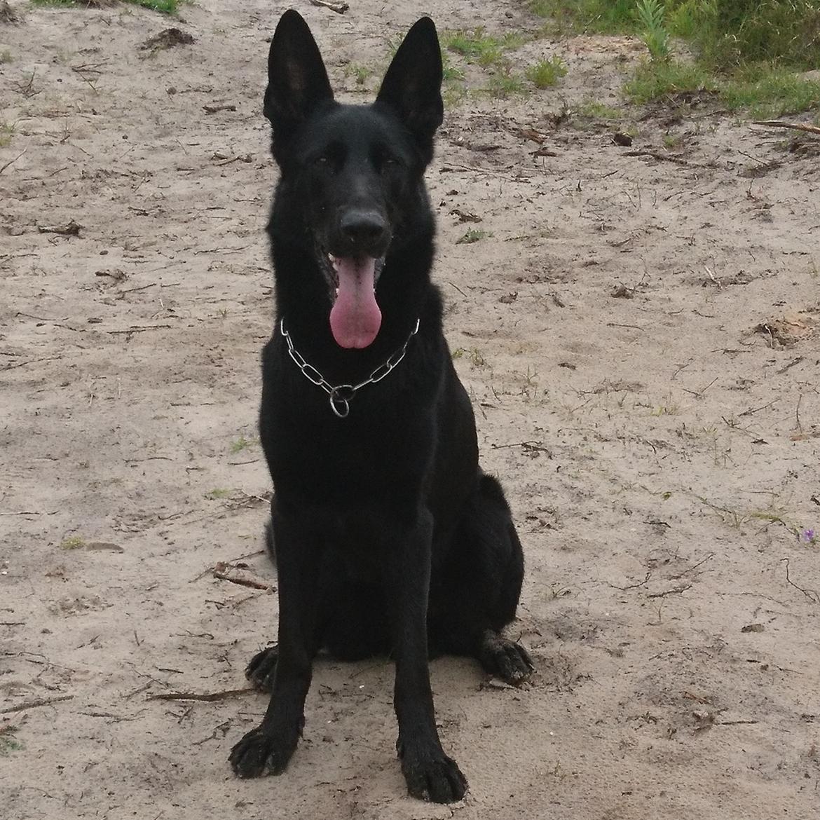 Schæferhund Joker billede 11