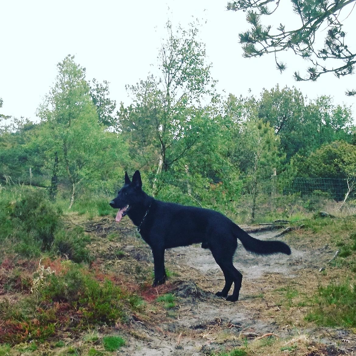 Schæferhund Joker billede 12