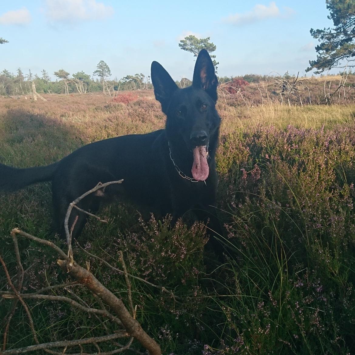 Schæferhund Joker billede 13