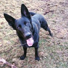 Schæferhund Joker billede 14