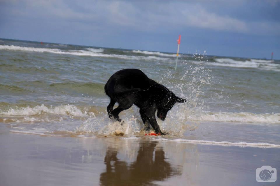 Schæferhund Joker billede 15