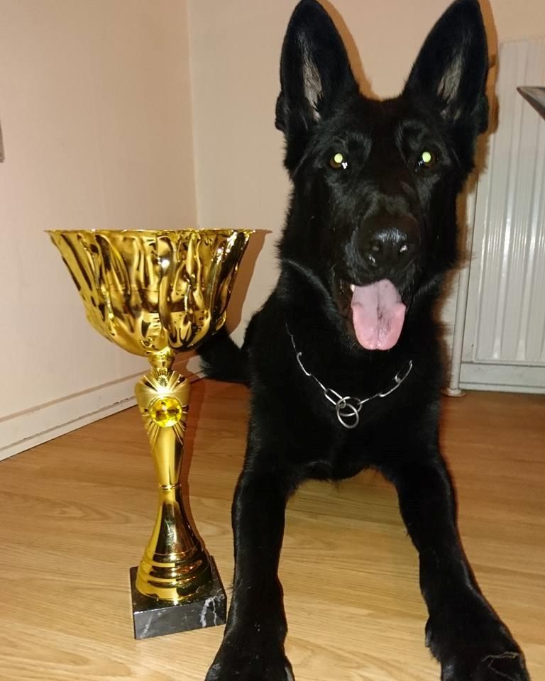 Schæferhund Joker billede 16