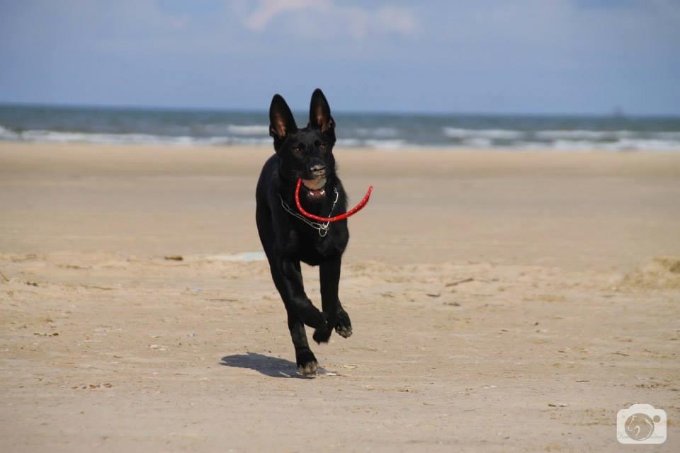 Schæferhund Joker billede 17