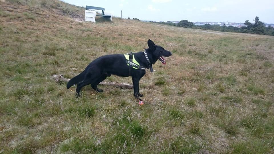 Schæferhund Joker billede 18