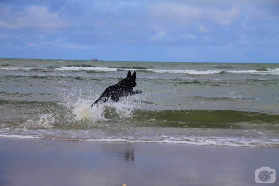 Schæferhund Joker billede 19