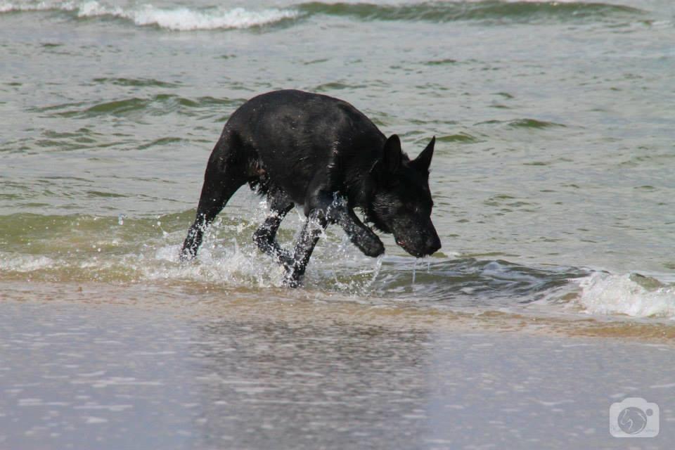 Schæferhund Joker billede 20