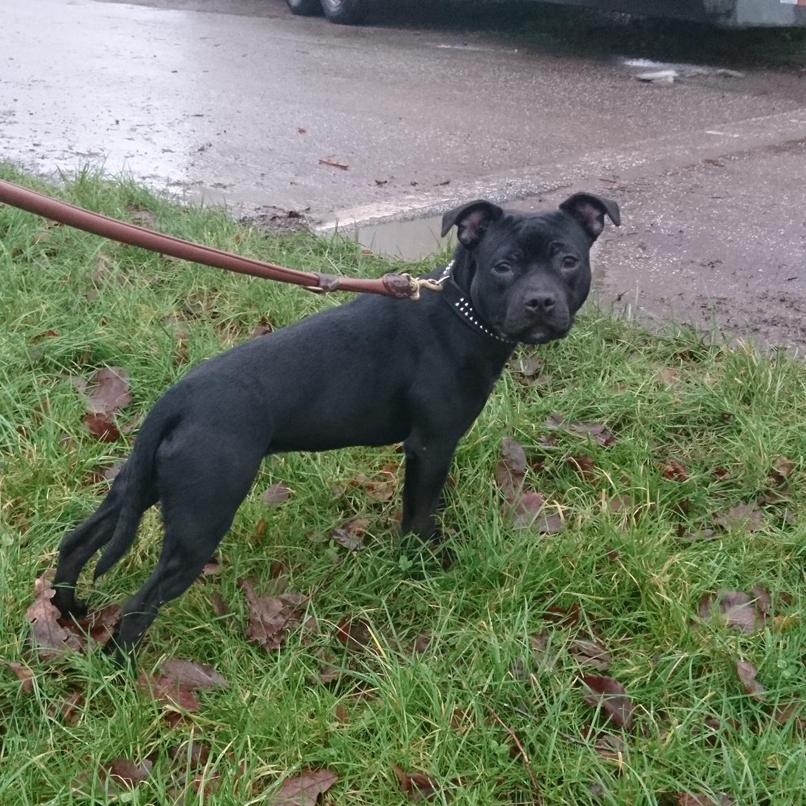 Staffordshire bull terrier Wind whistler  billede 5