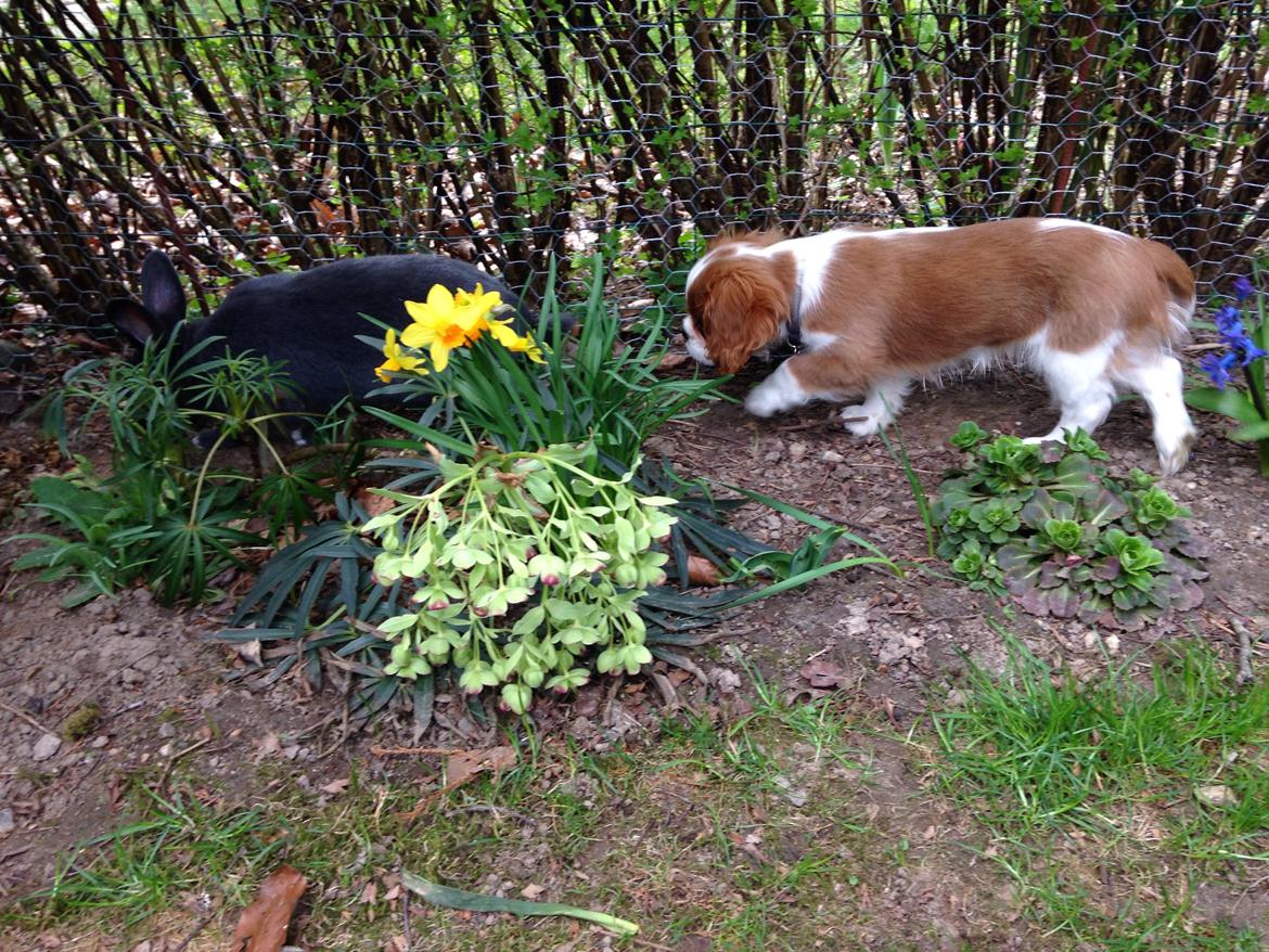 Cavalier king charles spaniel Figgo ( Colourworld's Cristopher Ewing ) billede 28