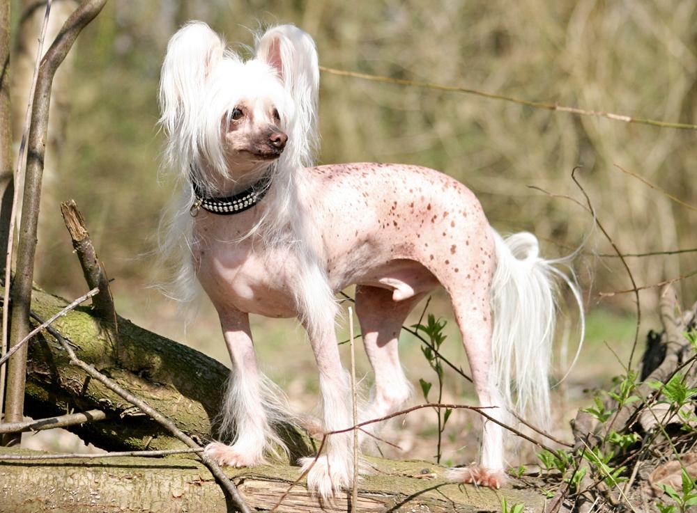 Chinese crested hårløs Silas - Silas 10 år *april 2018* billede 8