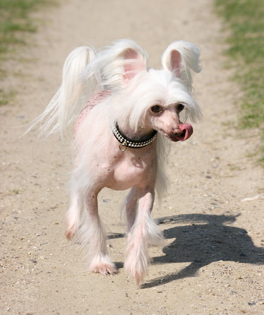 Chinese crested hårløs Silas - Silas 10 år *april 2018* billede 26