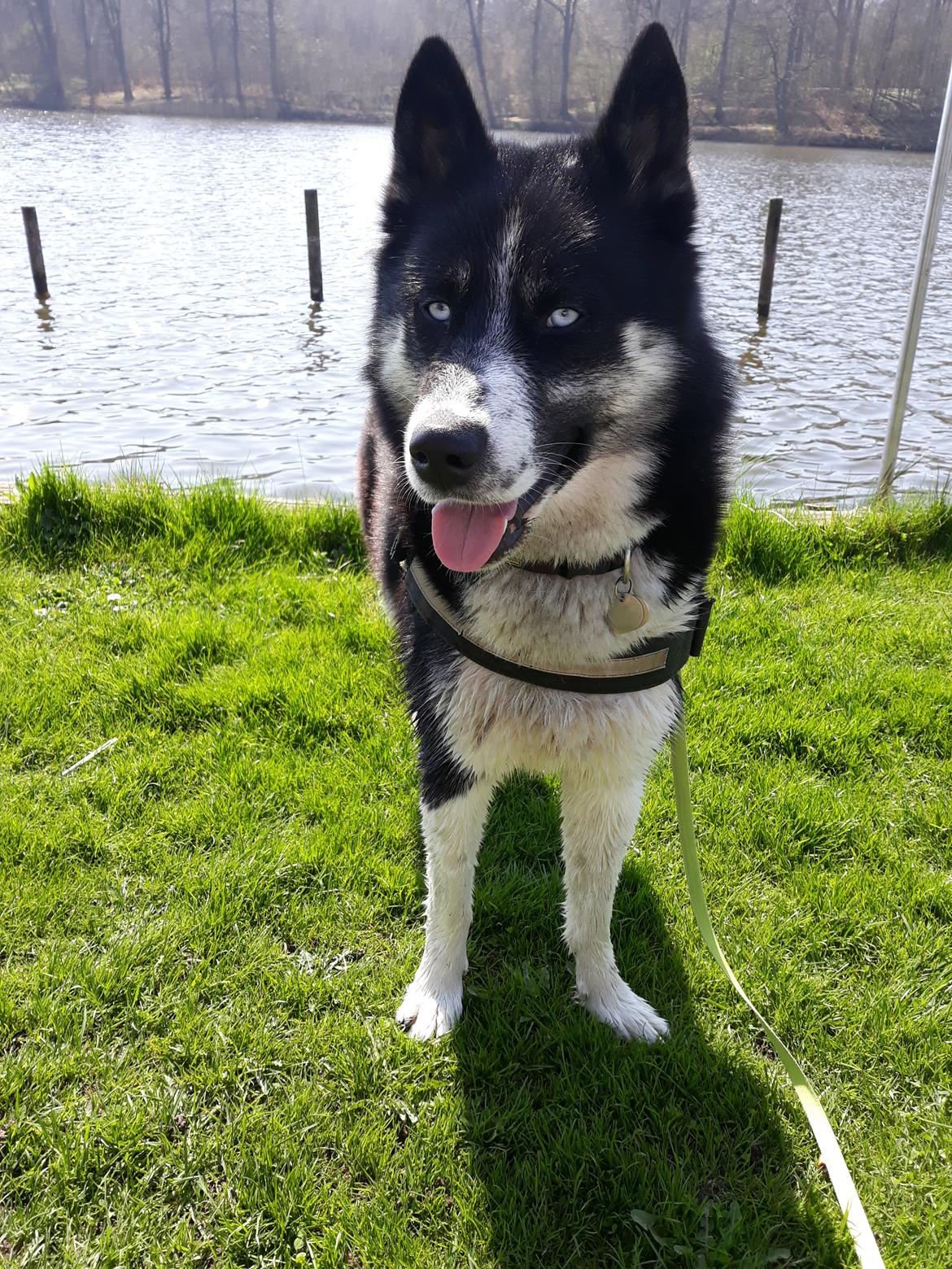 Siberian husky Boss billede 15