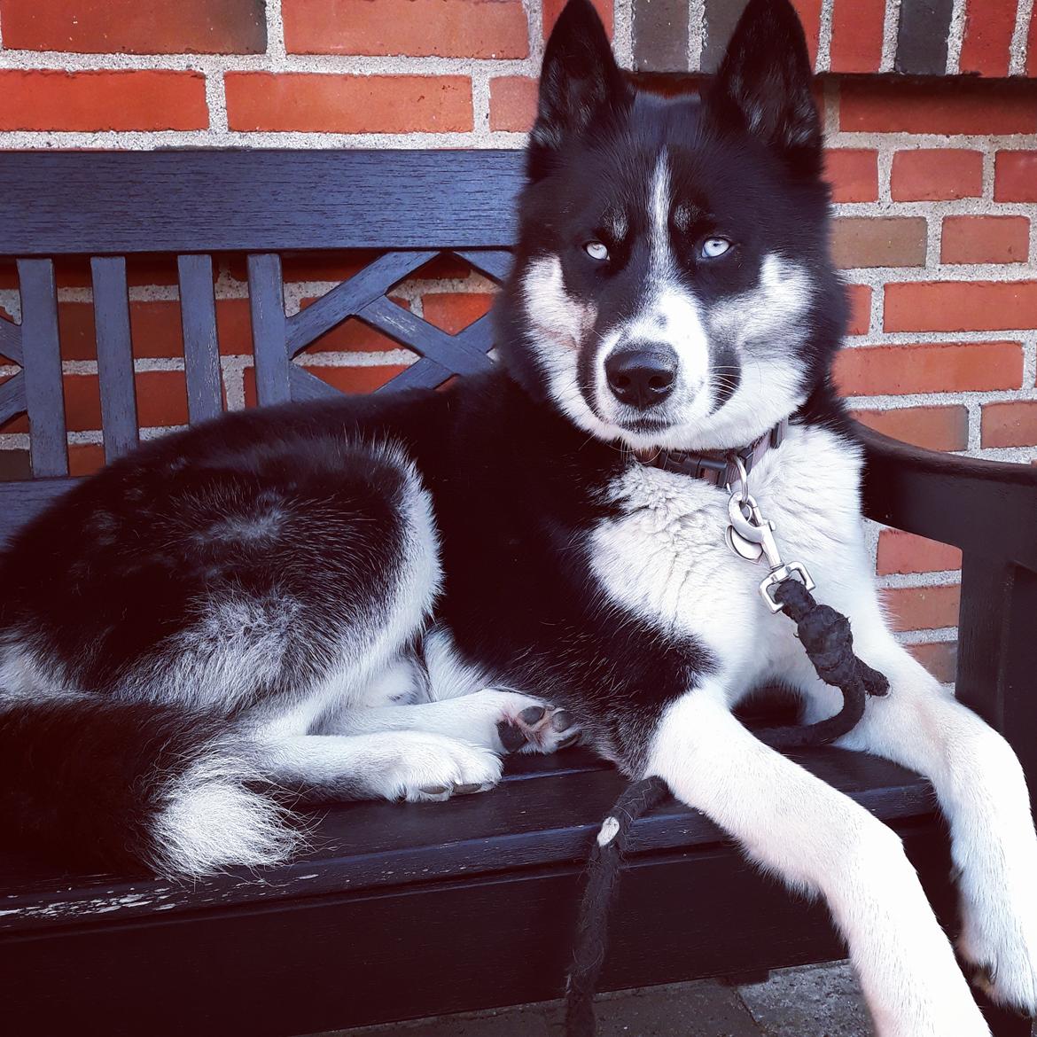 Siberian husky Boss billede 16