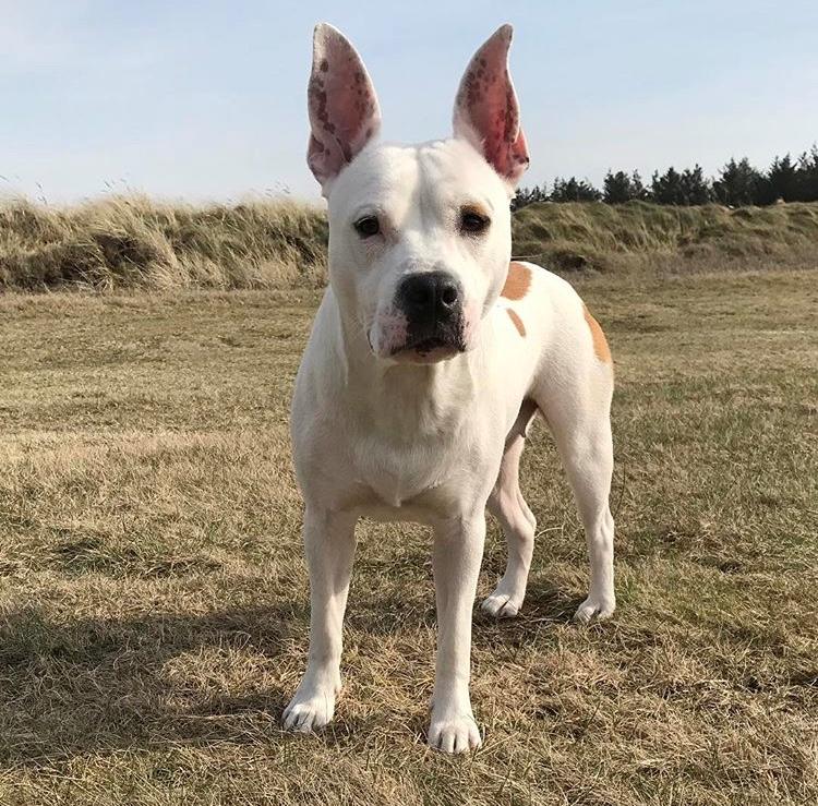 Blanding af racer Lusi billede 1