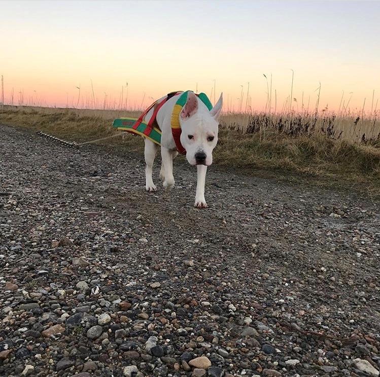 Blanding af racer Lusi billede 4