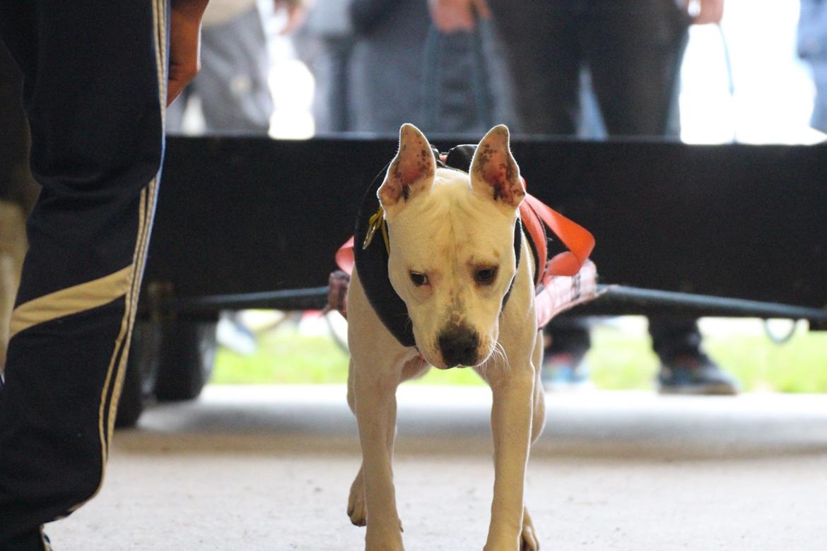 Blanding af racer Lusi billede 5