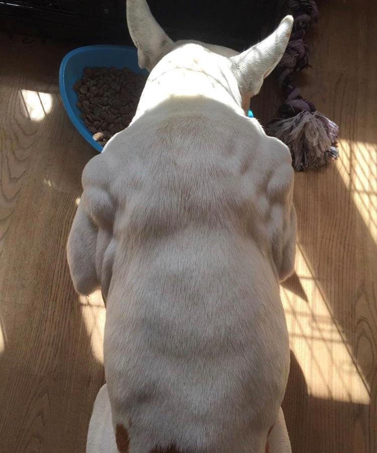 Blanding af racer Lusi billede 6