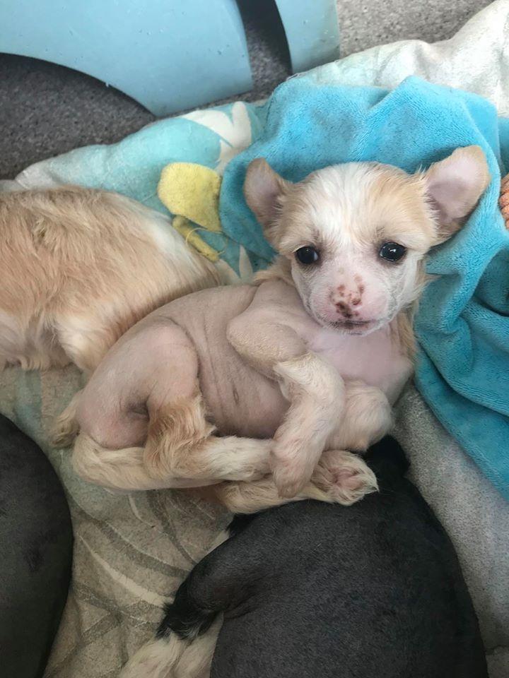 Chinese crested hårløs Zico Stella (Hottie Tot's Foxie Flash) billede 42