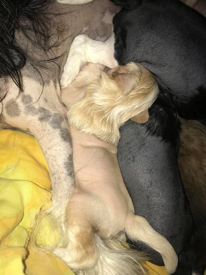 Chinese crested hårløs Zico Stella (Hottie Tot's Foxie Flash) billede 45