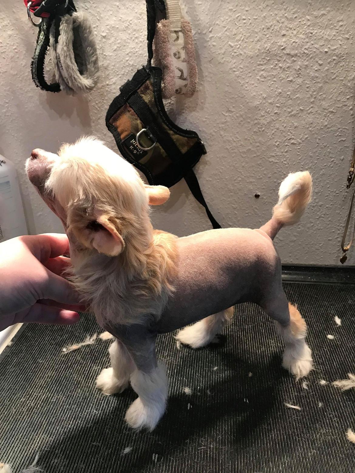 Chinese crested hårløs Zico Stella (Hottie Tot's Foxie Flash) billede 39