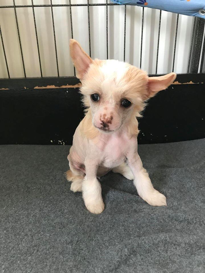 Chinese crested hårløs Zico Stella (Hottie Tot's Foxie Flash) billede 41