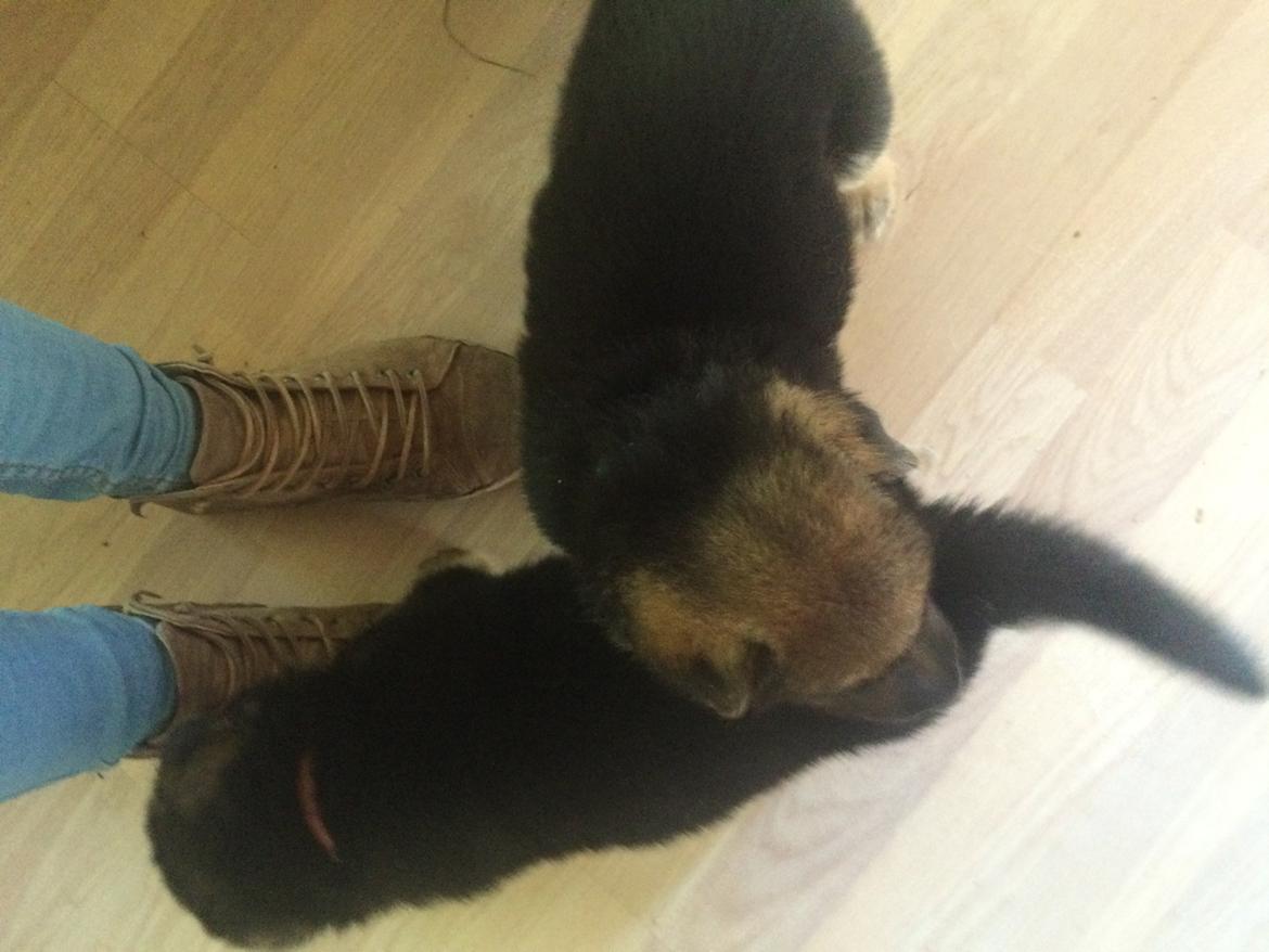 Schæferhund Eico billede 2