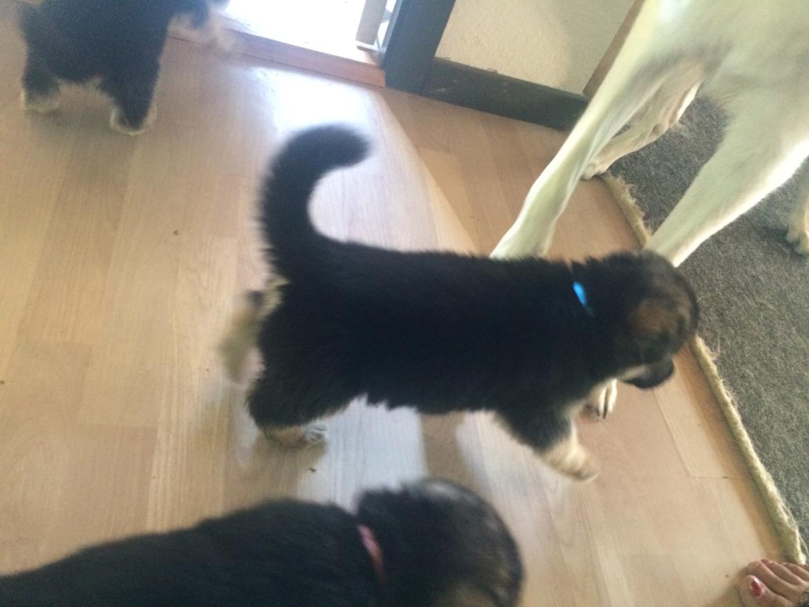 Schæferhund Eico billede 3