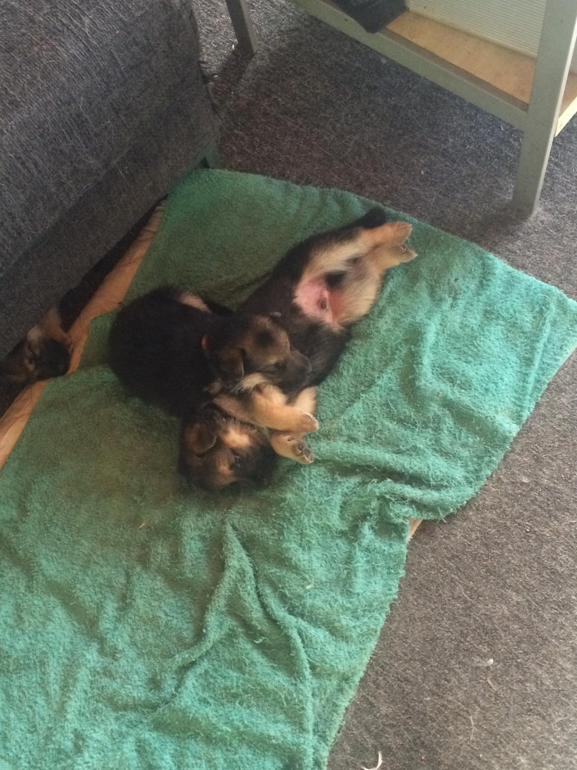 Schæferhund Eico billede 4