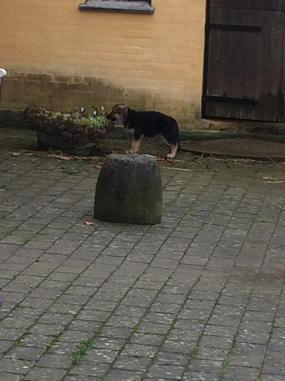 Schæferhund Eico billede 5