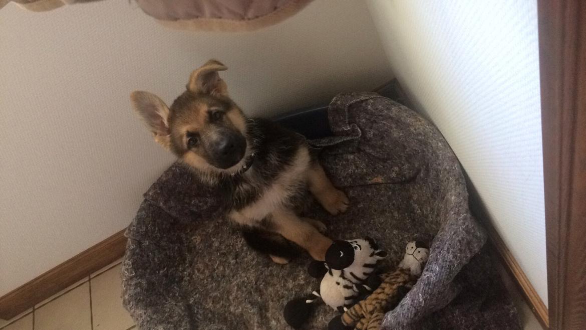 Schæferhund Eico billede 6