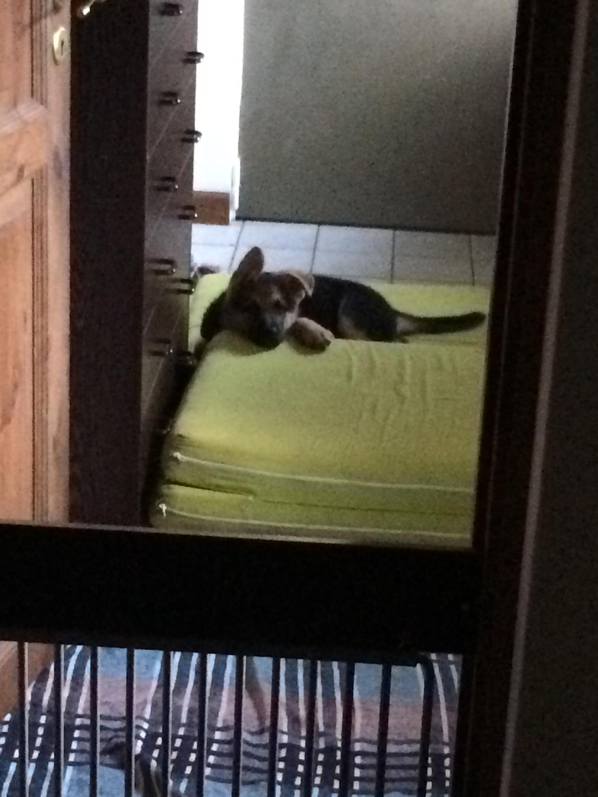 Schæferhund Eico billede 7