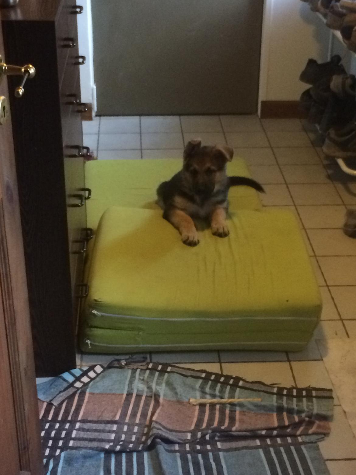 Schæferhund Eico billede 8