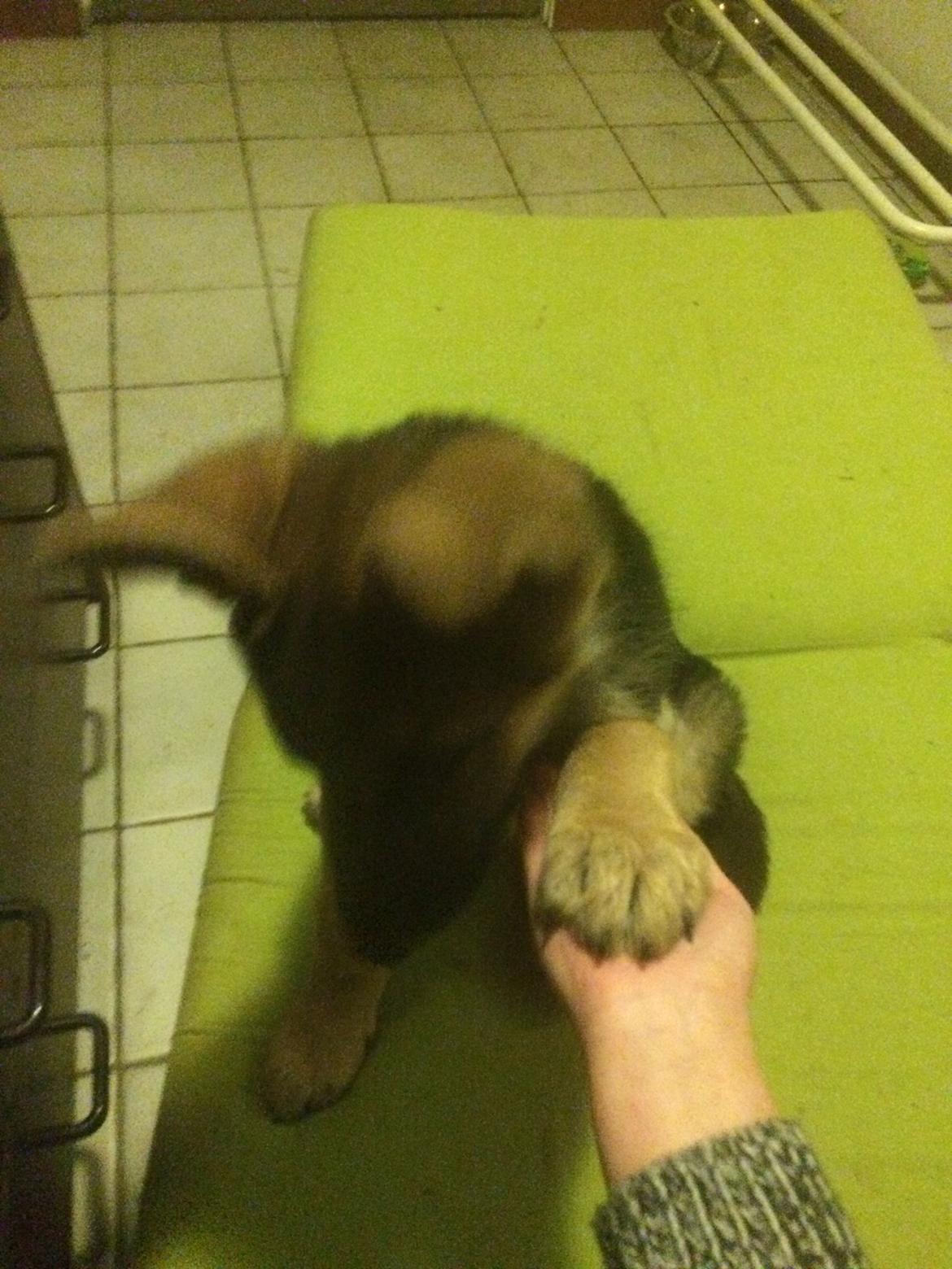 Schæferhund Eico billede 9