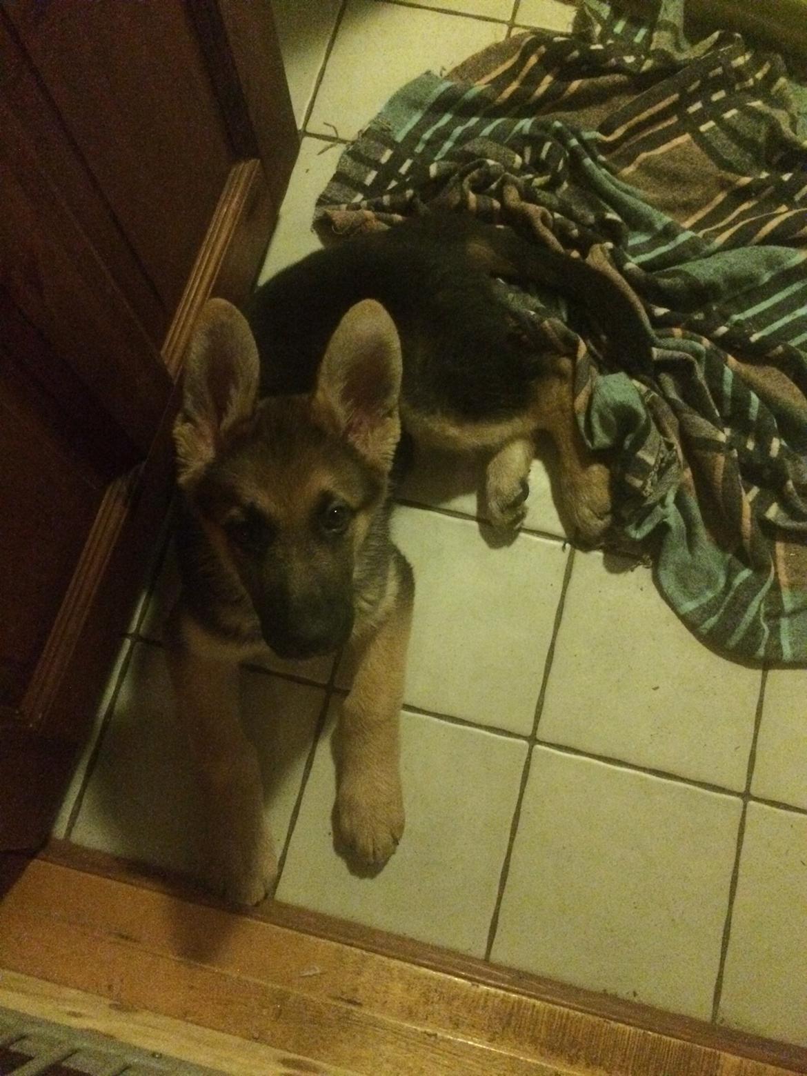 Schæferhund Eico billede 10