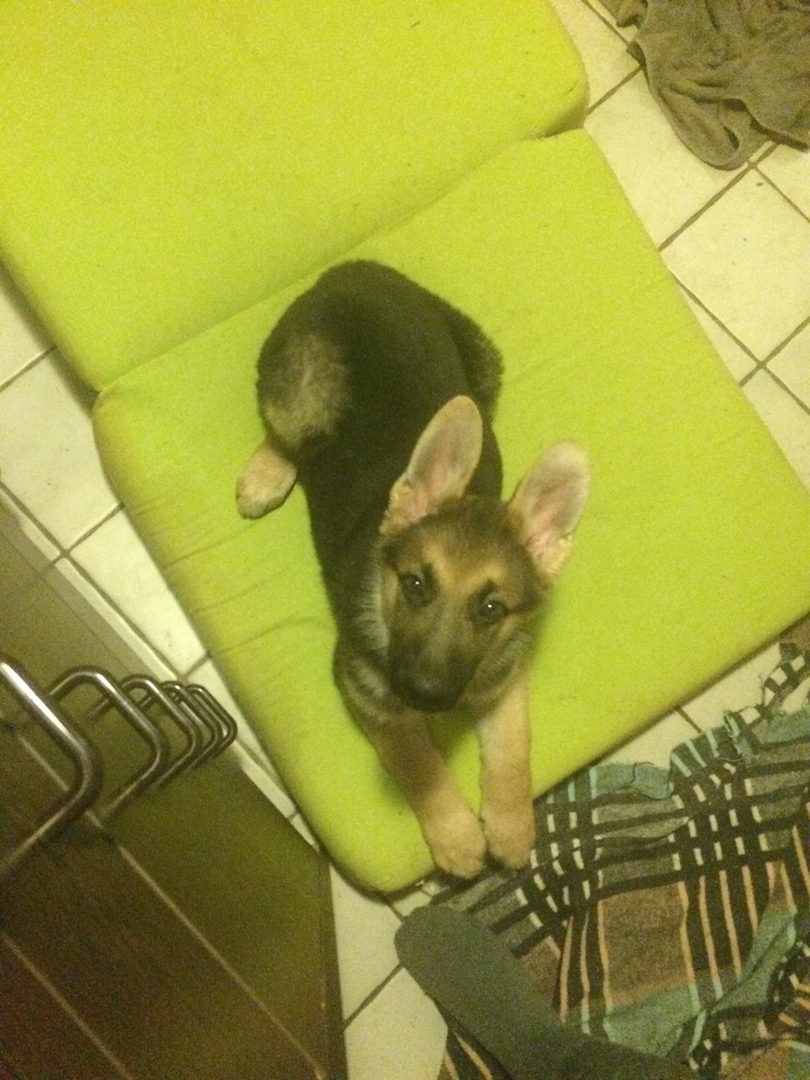 Schæferhund Eico billede 11