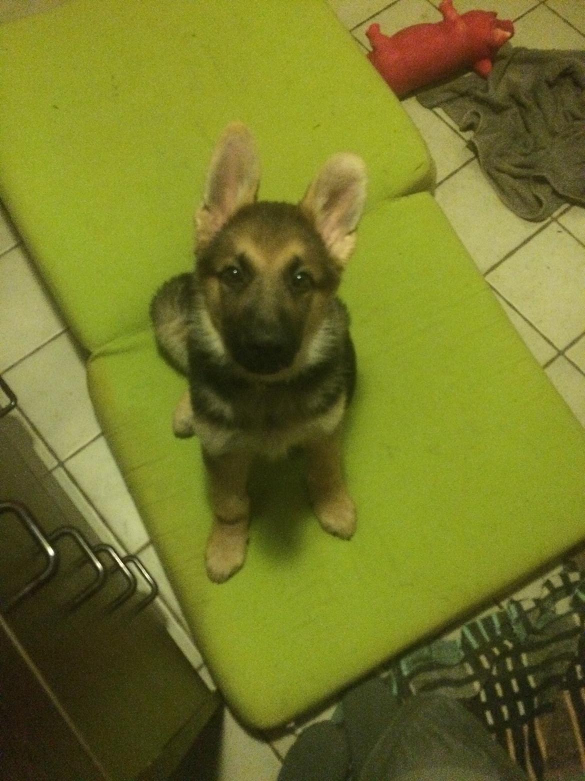 Schæferhund Eico billede 12