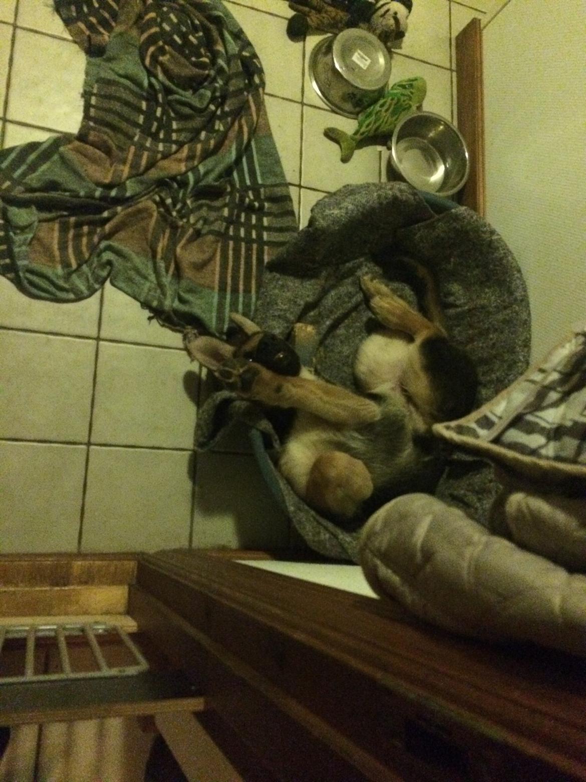 Schæferhund Eico billede 13