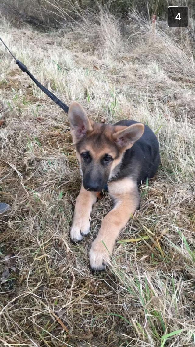 Schæferhund Eico billede 14
