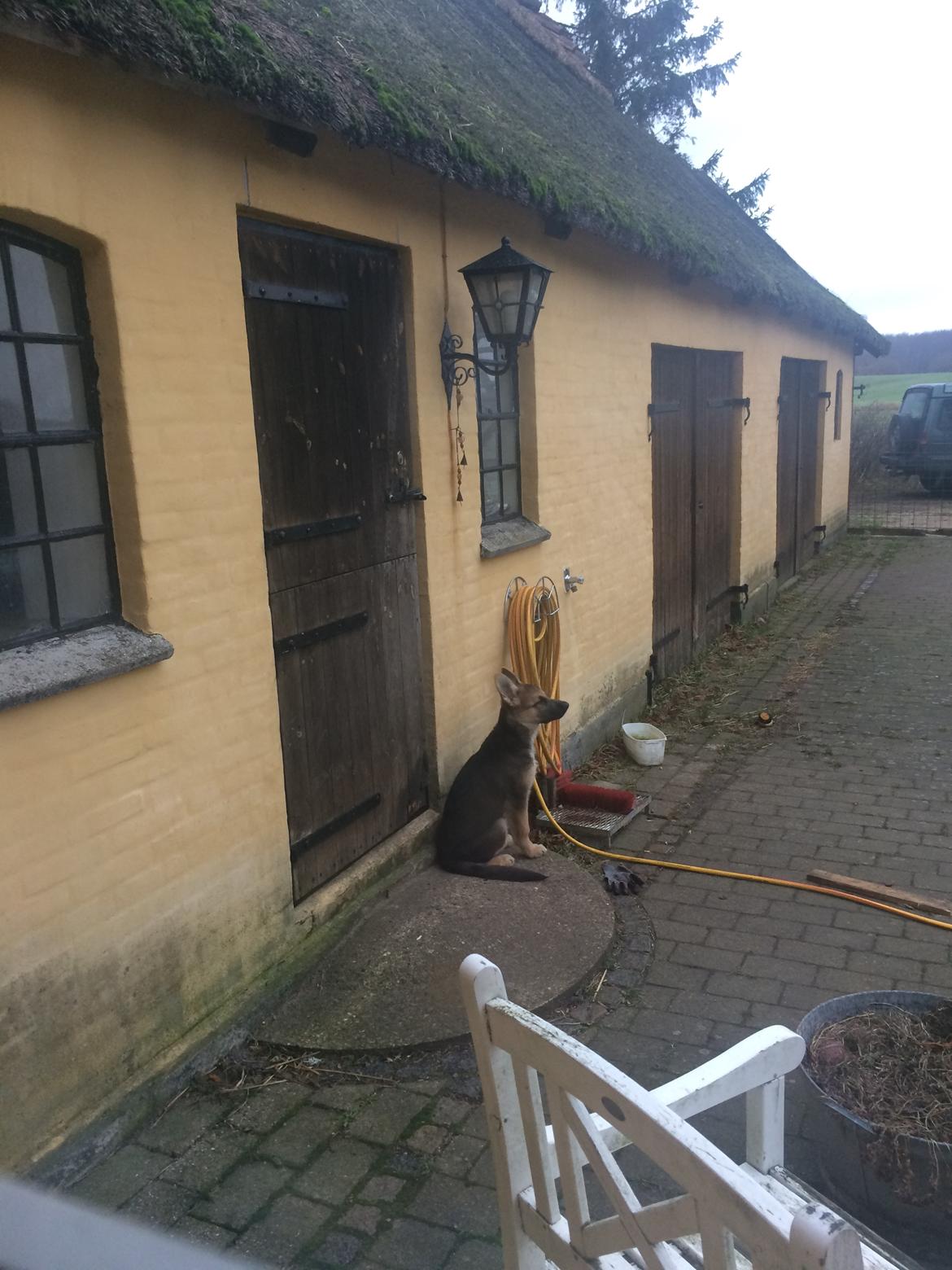 Schæferhund Eico billede 15