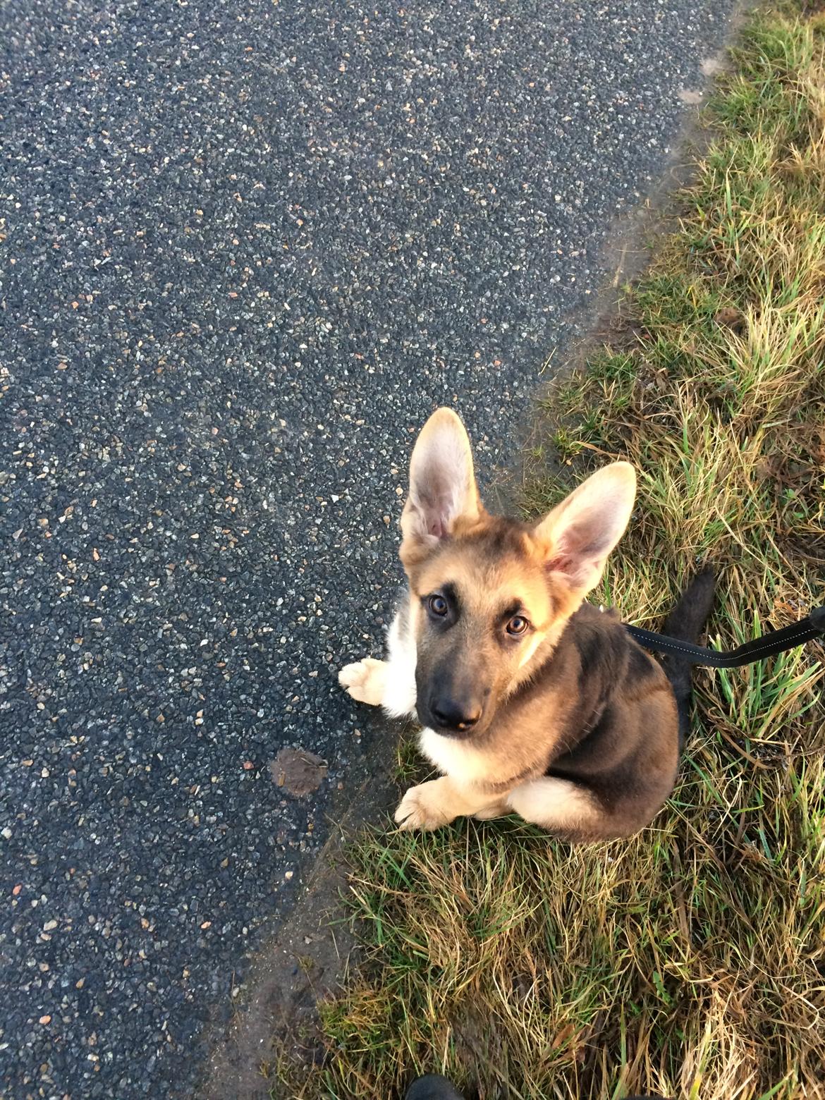 Schæferhund Eico billede 16