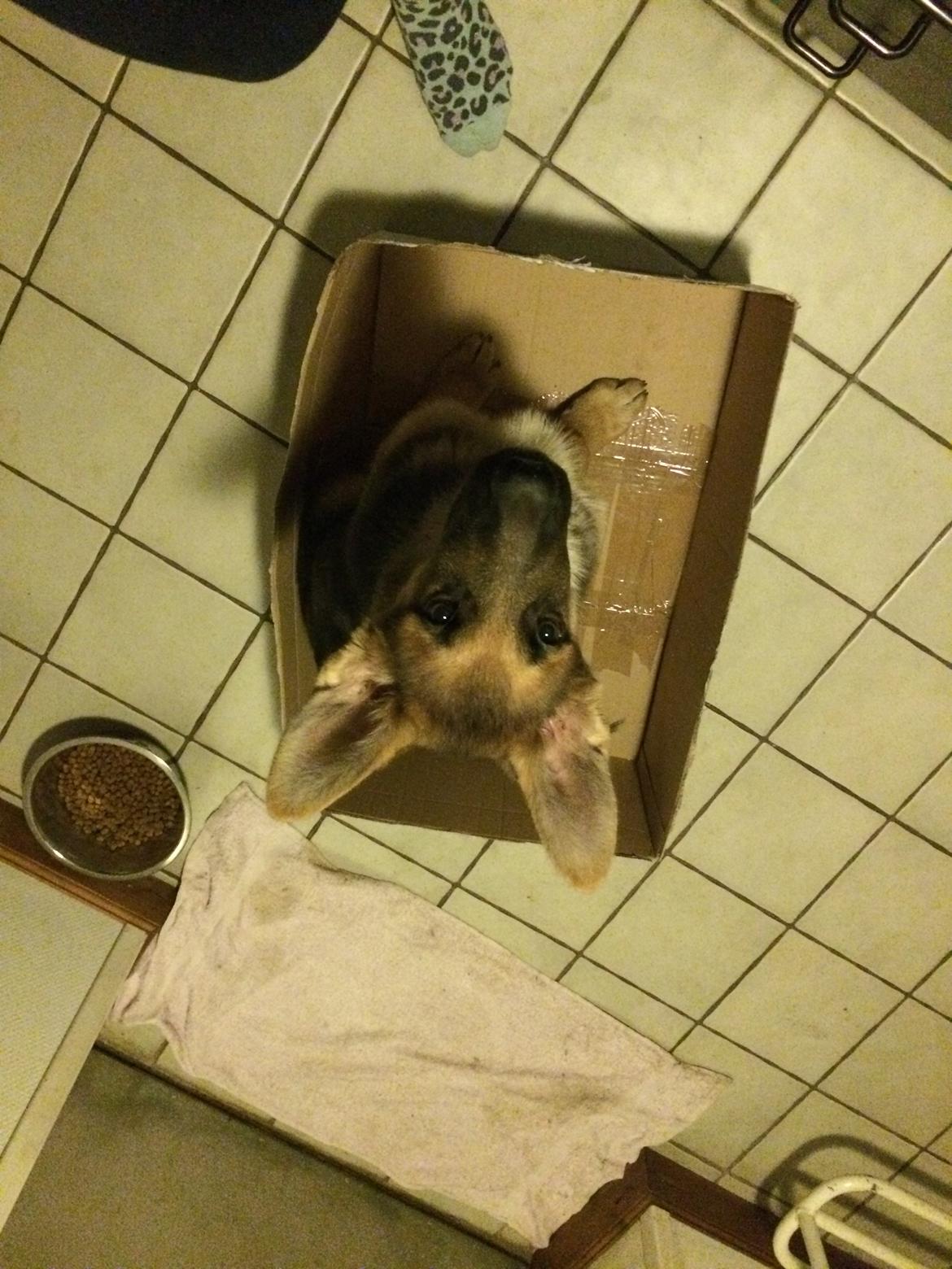 Schæferhund Eico billede 17