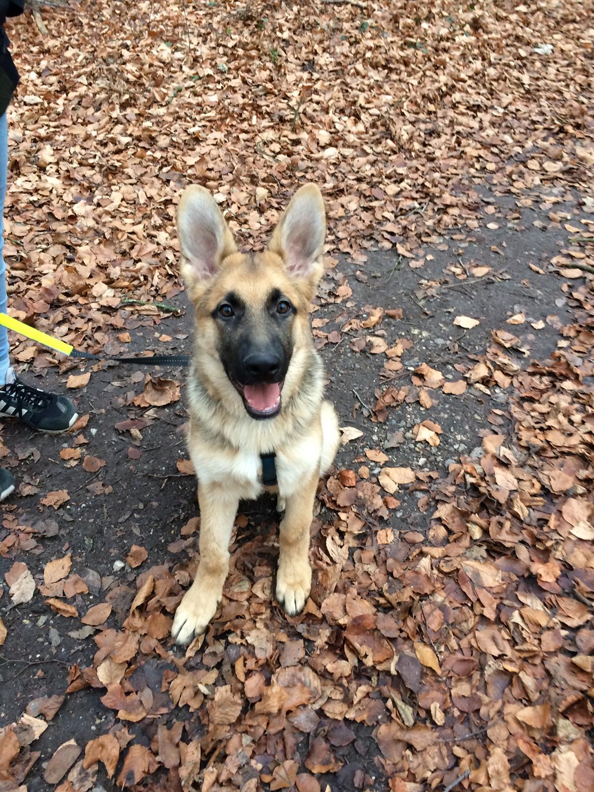 Schæferhund Eico billede 18